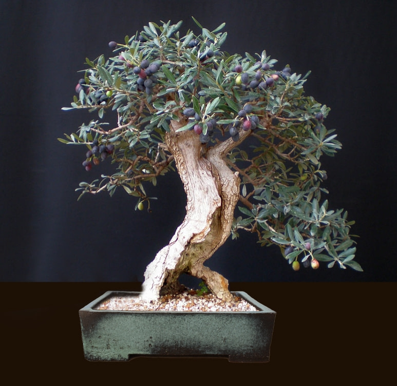 olive bonsai tree